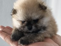 Pomeranian Boo Erkek Ve Dişi Yavrularımız
