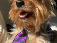 Yorkshire Terrier Seyahat Yüzünden Sahiplendirme