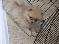 Pomeranian yavrularımız