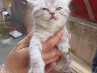 British shorthair yavrumuz yeni yuvasını arıyor