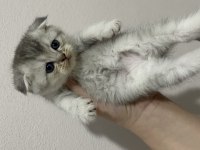 scottish fold & scottish straight bebekler