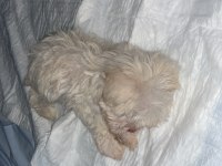 40 günlük erkek maltipoo