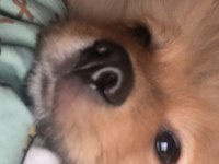 4.5 aylık pomeranian