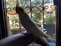 3 aylık yavru sultan papağanlar