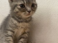 Dişi Scottish Fold yavrumuz yeni yuvasına gitmeye hazır