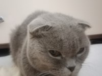 Hamile scottish fold kedim