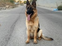 4 aylık alman kurdu prenses ömürlük yuvasını arıyor