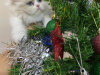 YAVRU BRİTİSH LONGHAİR KEDİSİ