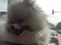 Minyatür Pomeranian Boo
