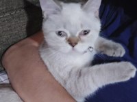 Annesi babası safkan british 4 aylık