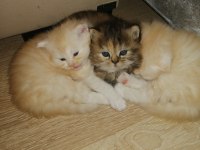 1 dişi ve 2 erkek exotic shorthair yavrularım