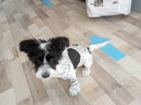 4 Aylık Dişi Melez Köpeğimiz