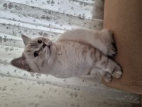 British shorthair cinsi oğlumuza yeni yuva arıyoruz