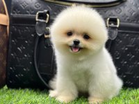 Minik Pomeranian Boo Yavrularımız Yeni Ailelerini Bekliyor