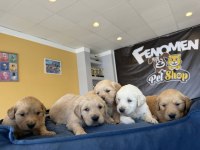 Baby Face Golden Retriever Yavruları Fenomen Pets