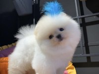 Orjinal safkan şecereli pomeranian boo yavruları