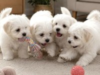 Irk ve sağlık garantili maltese terrier bebekler
