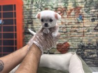 Teacup chihuahua dişi yavrumuz @petclubadanaa