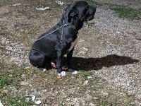 Cane corso köpeğimizi ücretsiz sahiplendirmek istiyoruz
