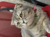 Scottish fold güzel kızım kısır değil
