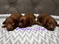 DARK RED POODLE YAVRULAR