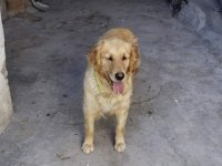 Yetişkin Golden Retriever Yavru Alınabilir