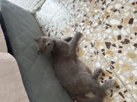 British shorthair ücretsiz sahiplendirmek istiyorum