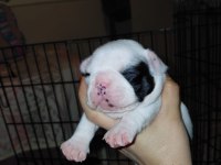 Pied Dişi Bebek French Bulldog