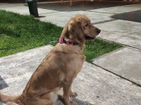 Ücretsiz Golden Retriever Sahiplendirme