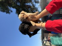 Siyah toy poodle bebekler ruhsatlı çiftlik 