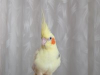 Ele Kola Alışık Full Evcil Sultan Papağanı