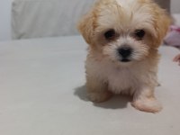 Antalyadan 0 Numara Safkan Maltese Terrier Yavruları