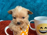 Cep Boy Maltipoo Yavrular