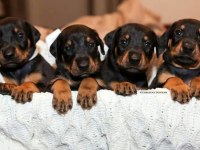 YÜKSEK ZEKA VE KORUMA, DOBERMAN YAVRULARI BURADA!
