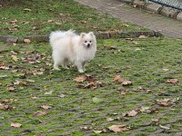 10 aylık pomeranian boo erkek Balıkesir Altınoluk