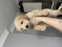 Orihinal Maltipoo