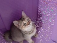 Golden British Shorthair
