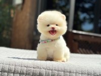 Ayıcık Surat Pomeranian Yavrular