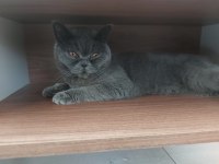 1 yaşında british shorthair