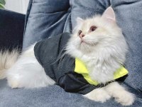 British golden longhair full secereli