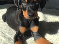 A Kalite Doberman Yavrular