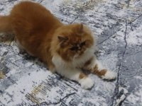 İRAN KEDİSİ 5 AYLIK