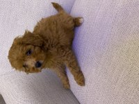 Toy poodle erkek yavru