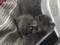 3 british ve 2 scottish fold