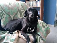 2 yaşında Labrador Kırması kızımıza sahip arıyoruz.