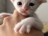 scottish fold