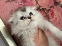 Scottish Fold - Longhair dişi ve erkek yavrular