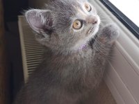 Gri Cana yakın Scottish Straight