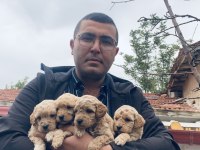 Poodle Ayarında Maltipoo F2 Yavrular