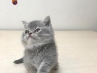 2 aylık britsh shorthair kedime yuva arıyorum